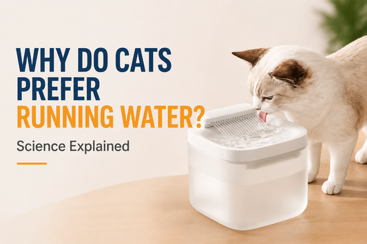 Why Do Cats Prefer Running Water? Science Explained