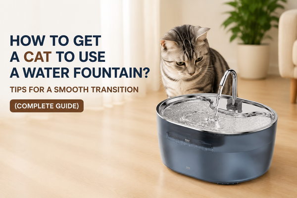 How to Get a Cat to Use a Water Fountain? Tips for a Smooth Transition