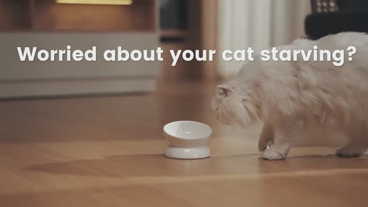 PETSMEN Pet Intelligent Feeder Timed Wifi Remote Feeding For Cat And Dog Smart Pet Automatic Feeder